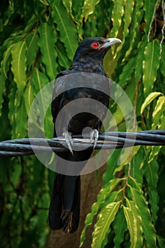 Asian male koel Bird